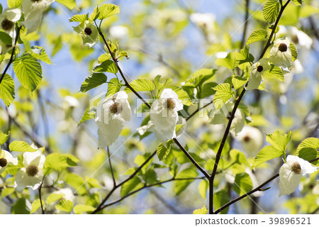 Flowers of handkerchiefs 39896521