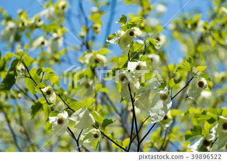Flowers of handkerchiefs 39896522