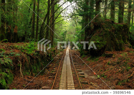 屋久島Jomonsugi往返路線的春天步道 39896546