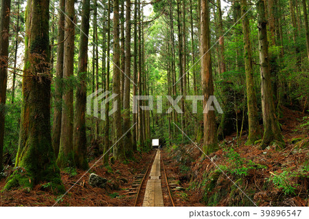 屋久島Jomonsugi往返路線的春天步道 39896547