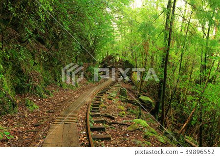 Spring trail of Yakushima Jomonsugi round trip course 39896552