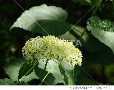 繡球花安娜貝爾 繡球花安娜貝爾 39896609