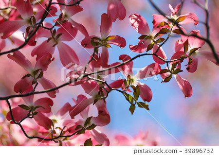 Dogwood Dogwood 39896732