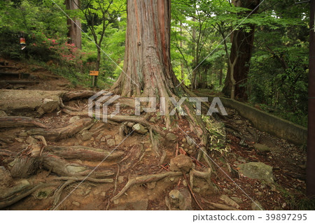 Tree root strength 39897295