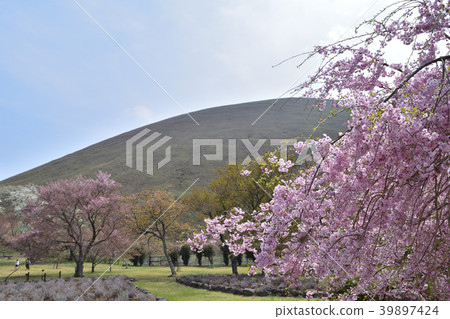 Cherry blossoms in the village of Mt. Cherry blossoms in the village of Mt. 39897424