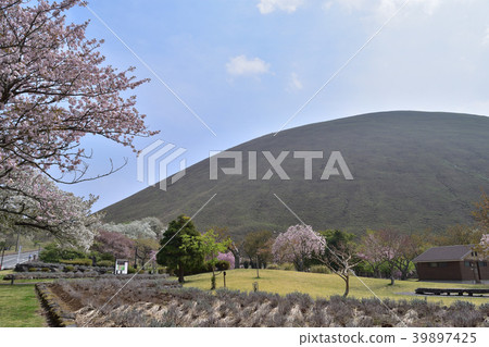 大室山和櫻花村 39897425