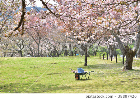 Mt. Omuro Sakura村莊的春天風景 Mt. Omuro Sakura村莊的春天風景 39897426