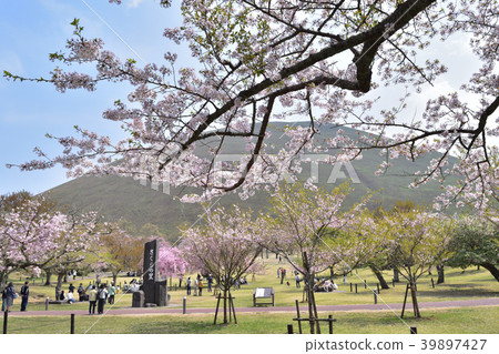 在Omuroyama Sakura no Sato的櫻花 在Omuroyama Sakura no Sato的櫻花 39897427