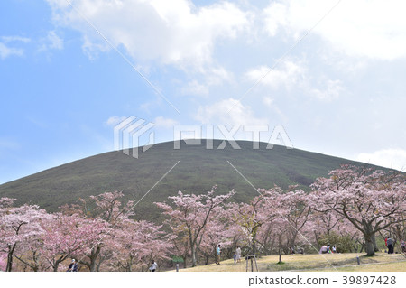 Omuroyama Sakura Village的櫻花 Omuroyama Sakura Village的櫻花 39897428
