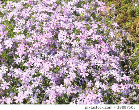 Moss phlox Moss phlox 39897503