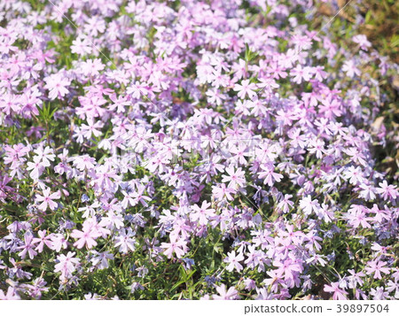 Spring grass cherry tree Spring grass cherry tree 39897504