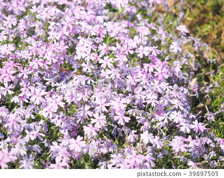 Shibazakura，春天 39897505