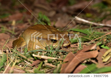 斑腿樹蛙 39897706