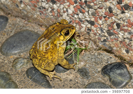 黑眶蟾蜍 39897708