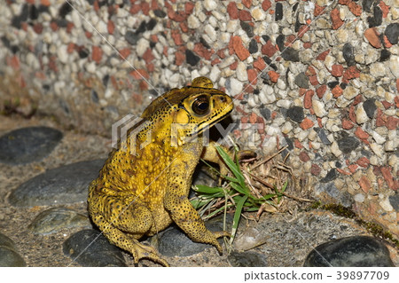 黑眶蟾蜍 黑眶蟾蜍 39897709