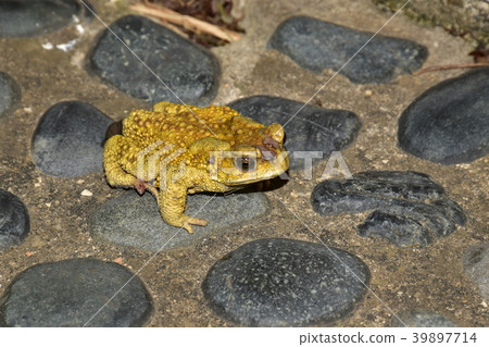黑眶蟾蜍 黑眶蟾蜍 39897714