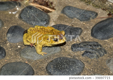 黑眶蟾蜍 黑眶蟾蜍 39897715