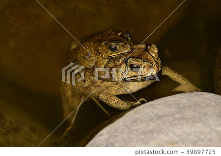 黑眶蟾蜍 黑眶蟾蜍 39897725
