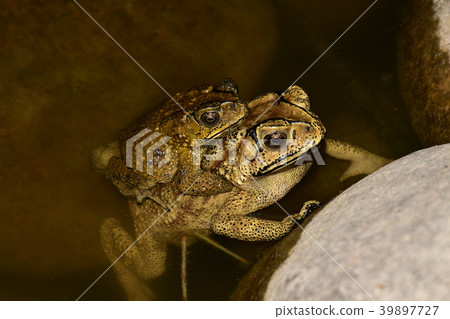 黑眶蟾蜍 黑眶蟾蜍 39897727