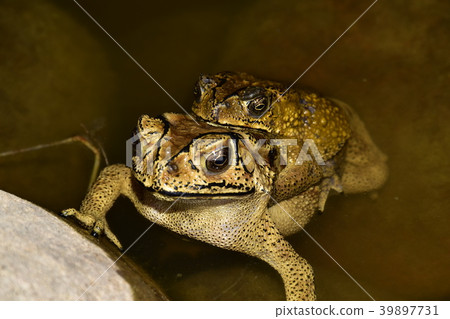黑眶蟾蜍 黑眶蟾蜍 39897731