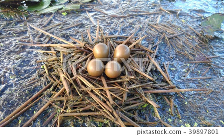 水雉卵 39897801
