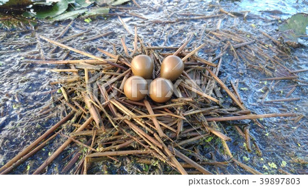 水雉卵 39897803