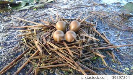 水雉卵 39897804