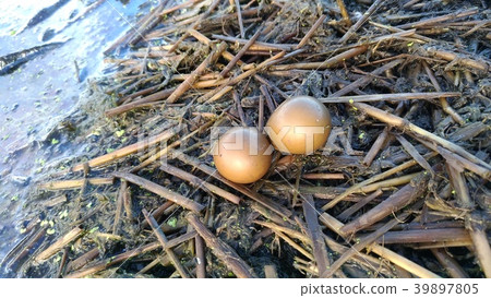 水雉卵 39897805