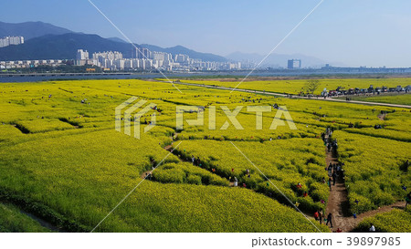 Yuchae Canola Flower Blooming in Gimhae Railbike 39897985