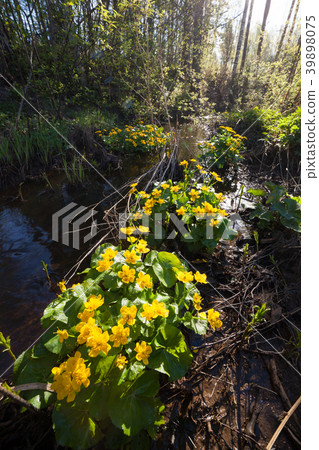 Marsh-marigold flower in forest Marsh-marigold flower in forest 39898075