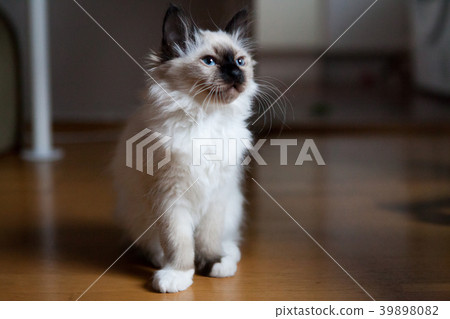 Sacred Birman kitten Sacred Birman kitten 39898082