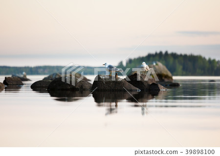 Seagulls on rock at calm lake Seagulls on rock at calm lake 39898100