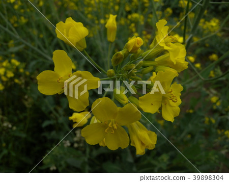 Rape blossoms Rape blossoms 39898304