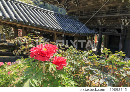 Hasega Temple Peony Azalea Fresh green Hasega Temple Peony Azalea Fresh green 39898545