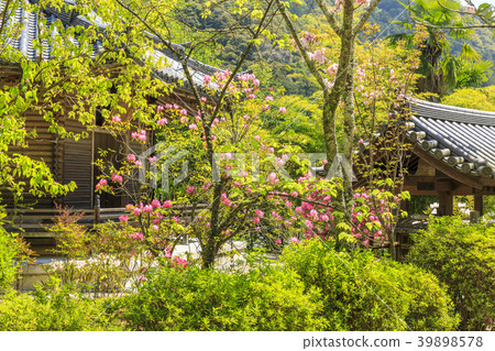 Hasega寺牡丹杜鵑花新鮮綠色 Hasega寺牡丹杜鵑花新鮮綠色 39898578