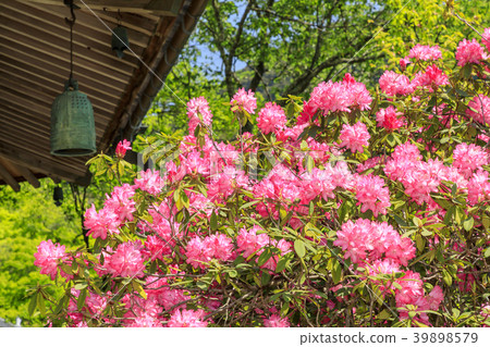 Hasega寺牡丹杜鵑花新鮮綠色 Hasega寺牡丹杜鵑花新鮮綠色 39898579