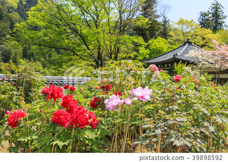 Hasega寺牡丹杜鵑花新鮮綠色 照片素材 圖片 圖庫