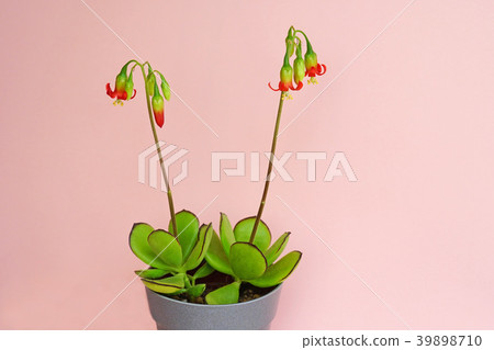 Succulent plants-cute red lizard flower Succulent plants-cute red lizard flower 39898710
