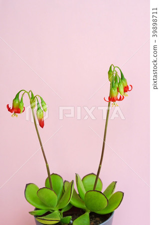 Succulent plants-cute red lizard flower Succulent plants-cute red lizard flower 39898711