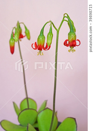 Succulent plants-cute red lizard flower Succulent plants-cute red lizard flower 39898715