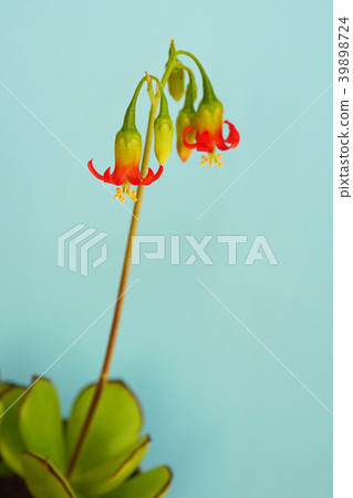 Succulent plants-cute red lizard flower Succulent plants-cute red lizard flower 39898724