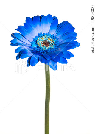Blue gerbera flower with stem on white background Blue gerbera flower with stem on white background 39898825