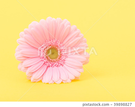 Pink chrysanthemum flower on a yellow background Pink chrysanthemum flower on a yellow background 39898827