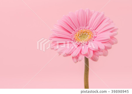Pink blooming chrysant on a pink background Pink blooming chrysant on a pink background 39898945