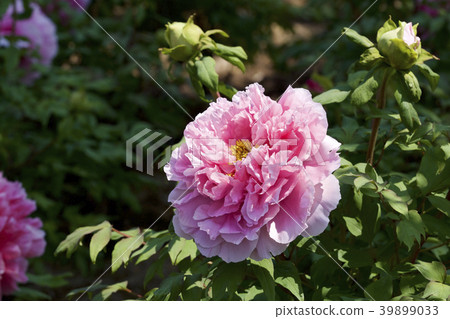 Garden peony 39899033