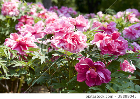 Garden peony 39899043