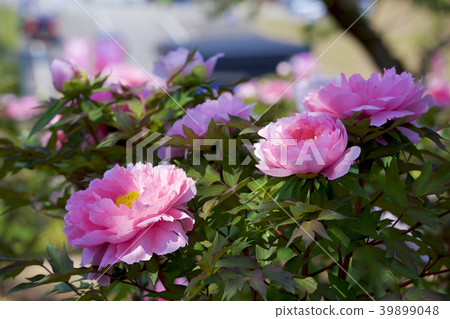 Garden peony 39899048