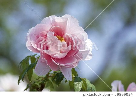 花園牡丹 39899054