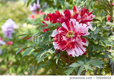 Garden peony 39899056