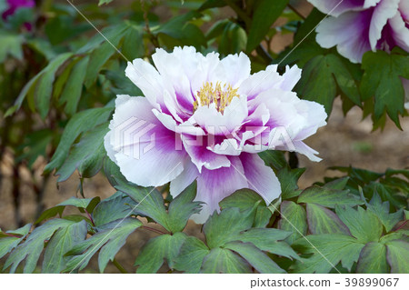 Garden peony 39899067